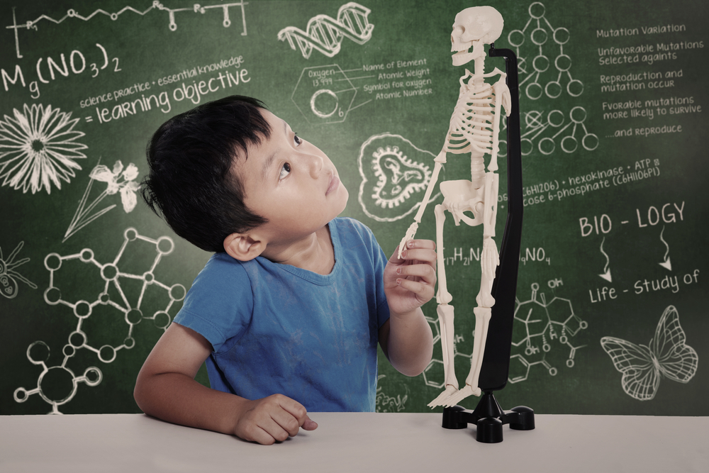 Asian boy studies human anatomy isolated on white